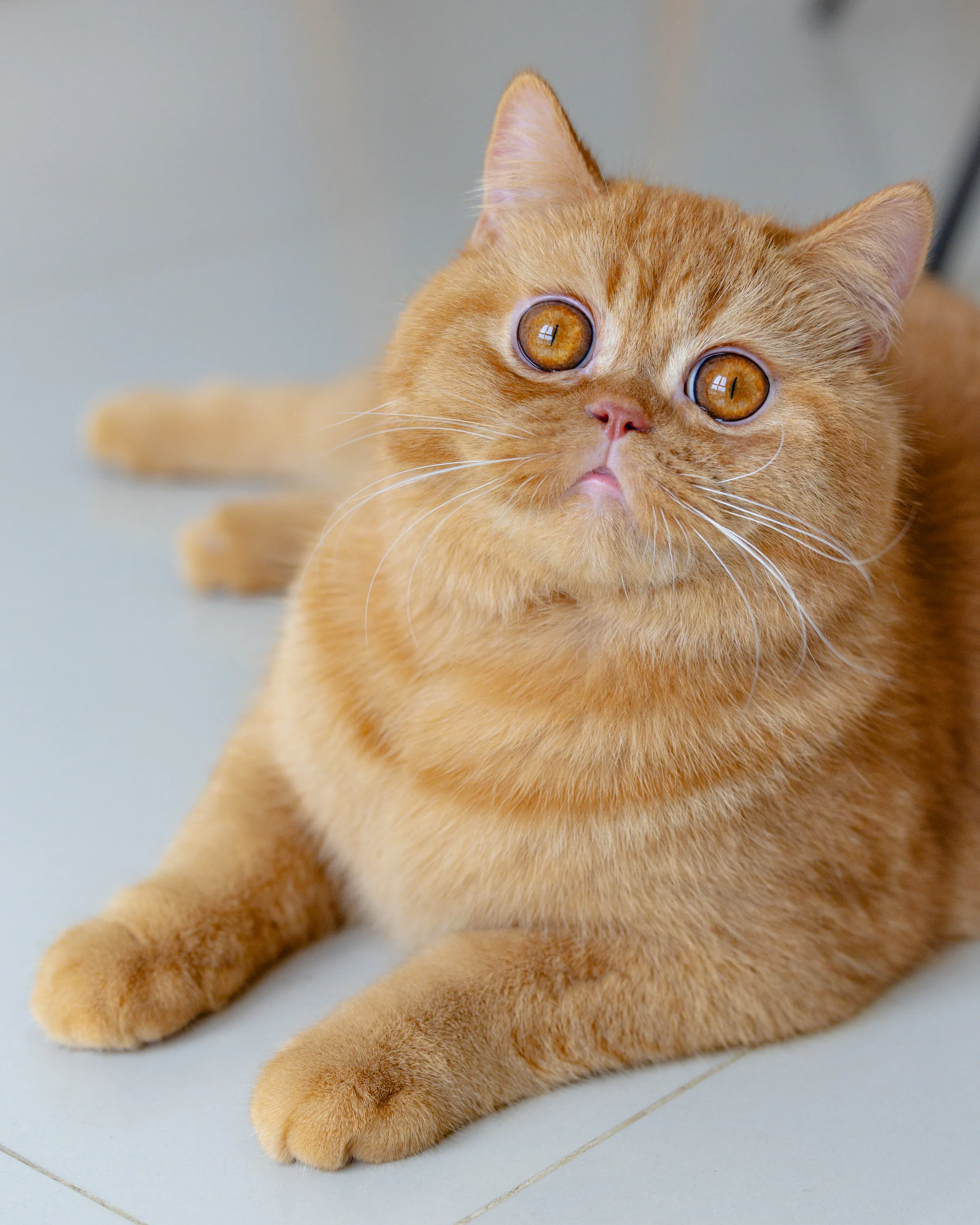 Puss